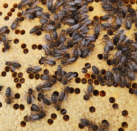 Abelhas Vila Marques