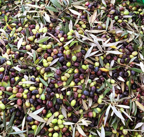 Azeitonas Vilamarques